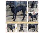 Adopt SUTTON a Black English Pointer / Labrador Retriever dog in Mesa