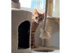 Adopt Waffle a Orange or Red Tabby Domestic Shorthair (short coat) cat in