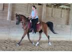 Arabian Sport Horse Prospect