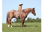 Kid Safe, Confidence Builder Trail/Ranch Horse, Cutting training, Ropes, Sorts!