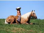 Golden Palomino DREAMHORSE!!! Lays down, Spins, Slide Stops, Family Safe, Ranch