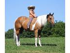 DREAMHORSE!!! Family Safe, Shown in Reining and Western Pleasure