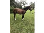 Sweet, flashy thoroughbred mare. 7 - 8 years old. Likes doing obstacles.