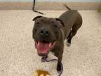 Adopt *CLYDE a Brown/Chocolate Bull Terrier / Labrador Retriever / Mixed dog in