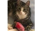 Adopt Norreen a Gray, Blue or Silver Tabby Domestic Shorthair / Mixed cat in