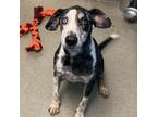 Adopt Stark a Catahoula Leopard Dog / Mixed dog in Rocky Mount, VA (35862264)