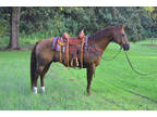 Stocky Chestnut QH Gelding Trail Horse