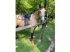 Talented Buckskin Trail Horse