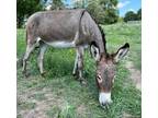 Adopt Jewell a Gray Donkey/Mule/Burro/Hinny / Mixed horse in Dallas