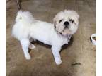 Adopt The Floofinator a White - with Tan, Yellow or Fawn Lhasa Apso / Mixed dog