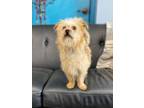 Adopt Hazel a Yorkshire Terrier, Mixed Breed