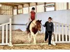 Adopt Nikki a Chestnut/Sorrel Quarterhorse / Mixed horse in Louisville