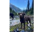 Adopt Echo (located in BC) a Labrador Retriever