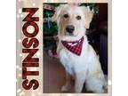 Adopt Stinson a Great Pyrenees, Labrador Retriever