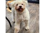Adopt Teddy, an adorable fluffball a West Highland White Terrier / Westie