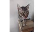 Adopt Tiger *COURTEESY POST* a Tabby