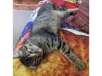Adopt Casey B a Gray, Blue or Silver Tabby Bengal (short coat) cat in Frederick