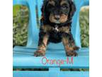Cavapoo Puppy for sale in Twin Falls, ID, USA