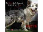 Adopt Fritz 7521/7516 a Gray/Silver/Salt & Pepper - with Black Border Collie /