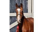 Adopt Shiaa a Bay Arabian / Mixed horse in Nicholasville, KY (33473567)