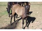 Gorgeous Dark Grulla Weanling Filly