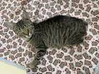 Adopt Ruffles a All Black Manx / Domestic Shorthair / Mixed cat in Jackson
