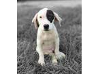 Adopt Frazier a Hound (Unknown Type) / Mixed dog in El Dorado, AR (35897952)