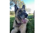 Adopt Duchess a White German Shepherd Dog / Mixed dog in Pleasant Hill