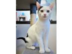Adopt Kitten Queen a White (Mostly) Domestic Shorthair / Mixed (short coat) cat