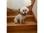 Adopt BERTRAM a White Poodle (Miniature) / Mixed dog in San Martin
