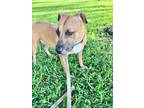 Adopt Hope a Red/Golden/Orange/Chestnut Black Mouth Cur / Mixed dog in
