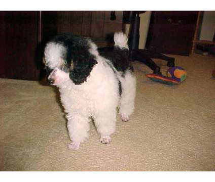 AKC Miniature Poodles is a Miniature Poodle For Sale in Knoxville TN