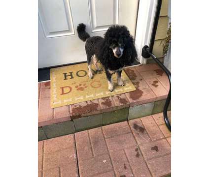 AKC Miniature Poodles is a Male Poodle For Sale in Knoxville TN