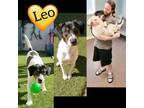 Adopt Leo a Hound, Pointer
