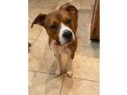 Adopt Burke a Boxer, Mixed Breed