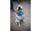 Adopt Chapo a Pit Bull Terrier, Catahoula Leopard Dog