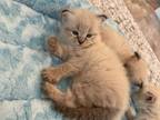 Available Siberian Kittens