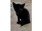 Adopt Mary-kitten a All Black Domestic Shorthair / Mixed (short coat) cat in