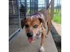 Adopt Rocky a Brown/Chocolate Catahoula Leopard Dog / Mixed dog in Union City