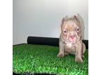American Bully Puppy for sale in Ann Arbor, MI, USA