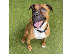 Adopt Apollo a Brown/Chocolate Catahoula Leopard Dog / Boxer / Mixed dog in