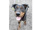 Adopt Ronin a Black Shepherd (Unknown Type) / Rottweiler / Mixed dog in St.