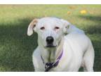 Adopt Maggie a White German Shepherd Dog / Labrador Retriever / Mixed dog in