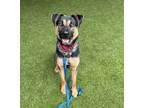 Adopt TOBIAS a Rottweiler, Mixed Breed