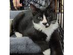 Adopt Noodle (SBT) a American Shorthair