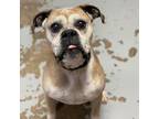 Adopt Bosley a Tan/Yellow/Fawn Boxer / Mixed dog in Tulsa, OK (33752480)