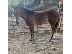 2022 Pitzer Bred FIlly