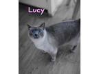 Adopt Lucy a Gray or Blue Siamese (short coat) cat in Columbia, SC (35920983)