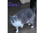 Adopt Desi a Cream or Ivory (Mostly) Siamese (short coat) cat in Columbia