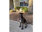 Adopt Ollie (Crumpet) a Brindle Plott Hound dog in Seminole, FL (35920878)